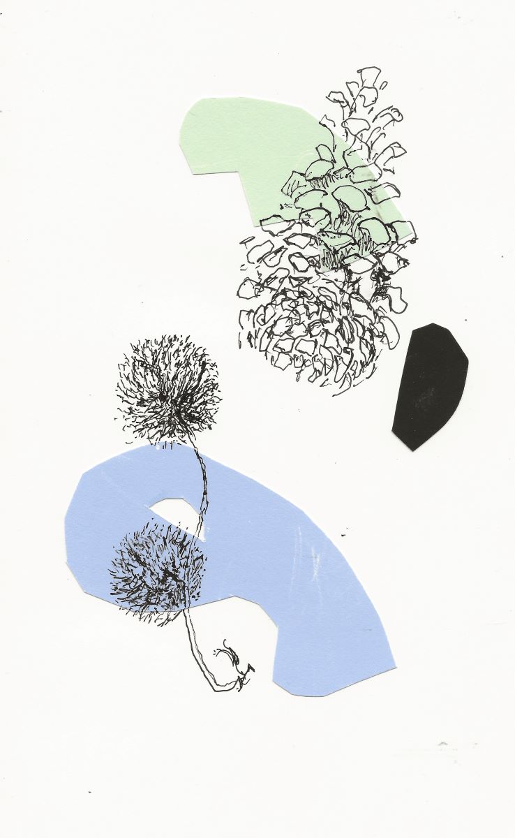 drawing London plane seed head